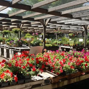 Wide variety of annuals and perennials to pick from! Starting at $2.99 and up.