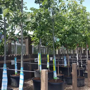 Many trees to choose from starting at $79.99 and up.