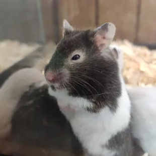 a hamster in a cage