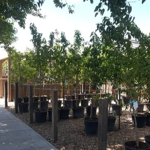 Many tree to choose from starting at $79.99 and up.