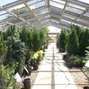 Varieties of Evergreen Trees and Shrubs to choose from!