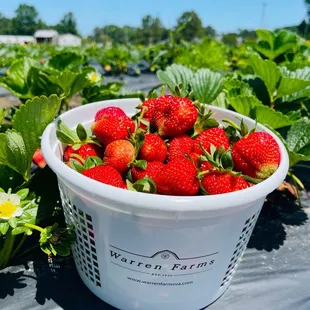 Can't wait to eat these