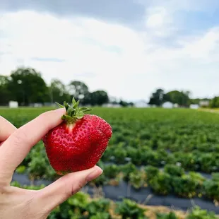 I LOVE the unusual shaped ones. They are so much sweeter