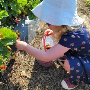 Plenty of ripe berries!