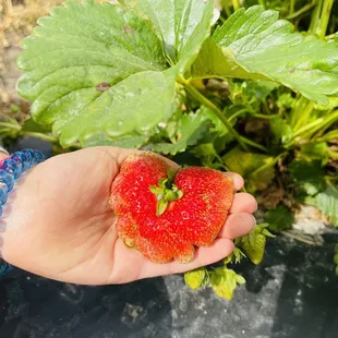 Butterfly berry! We left this one to ripen just a little more. Lucky duck who finds it!