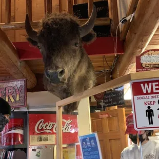 a stuffed buffalo head