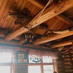 Crocodile walking on the ceiling.