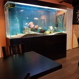fish tank