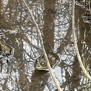 This guy and a few of his friends serenade you to sleep.