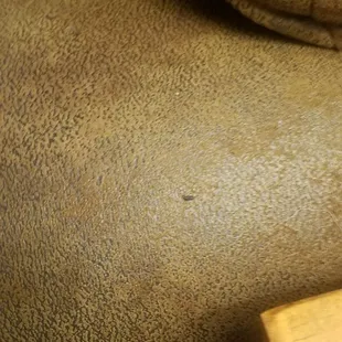 Couch with poop, and is clear across the room from access hole