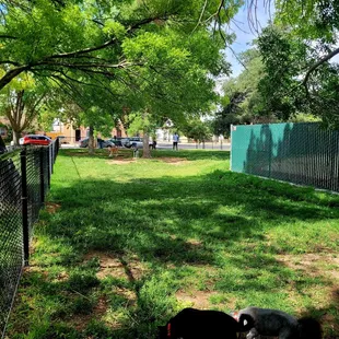 Another mini dog park POV