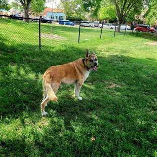 Fur Puppy in the Park