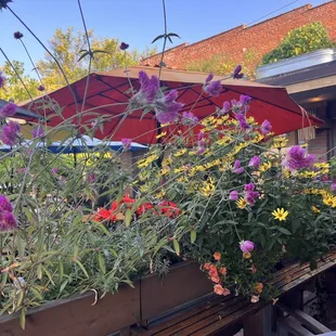 Flowers &amp; patio umbrellas