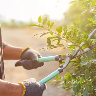 a man trimming a bush