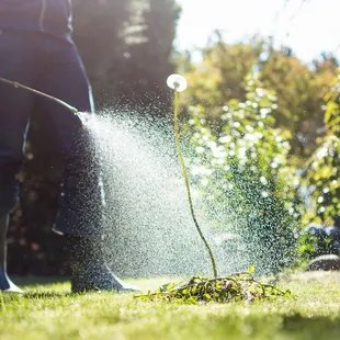 a man watering a lawn