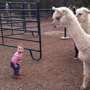 Kid meets alpacas