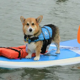 SUP with your Pup