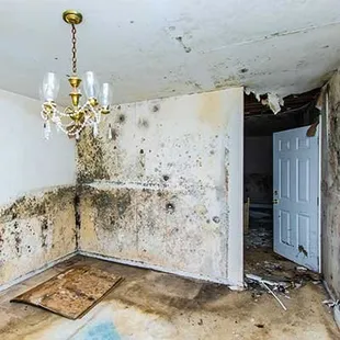 Mold Damage