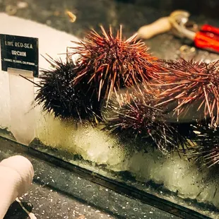 Live red sea urchin