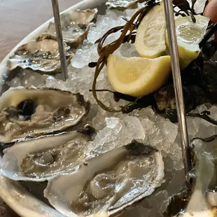 Raw Oysters