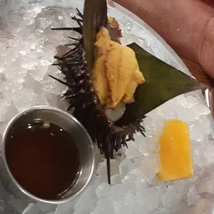 Sea Urchin