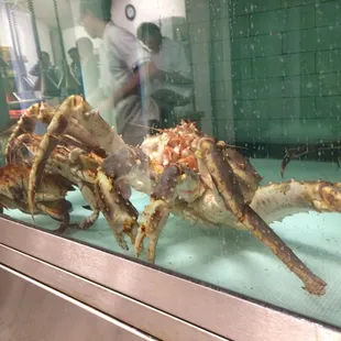 Taylor showed us the king crabs