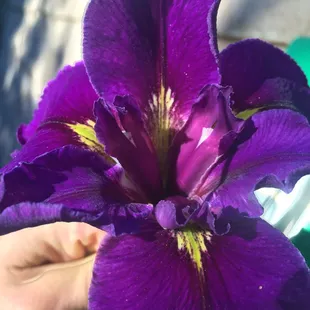 a purple flower