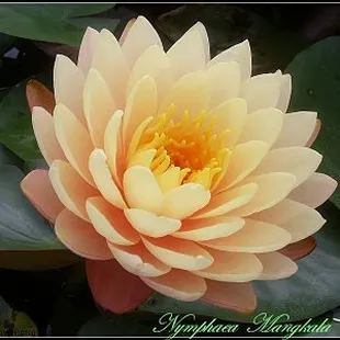 a yellow water lily