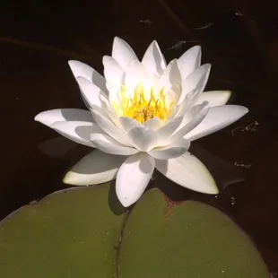 a white water lily