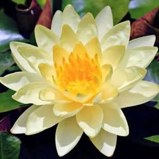 a yellow water lily