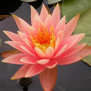 a pink water lily