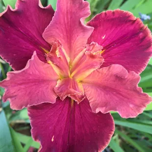 a red flower