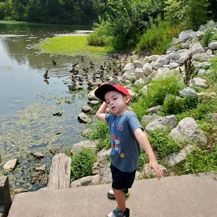 Ducks and turtles