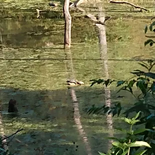 Turtles!