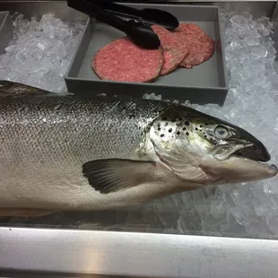 Big fish :-)