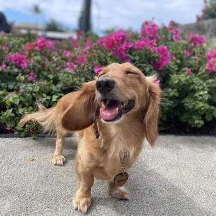 Hanging out by the grass and flowers