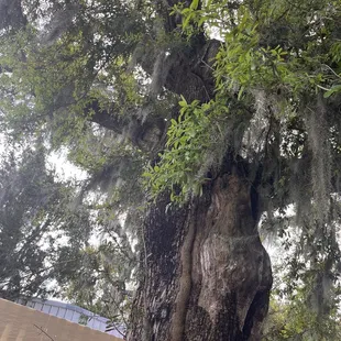 Outdoor tree