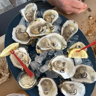 Oysters