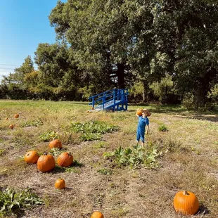 a young boy picking pumpkins