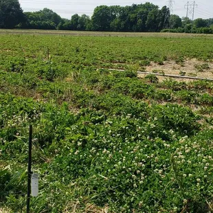 Strawberry field
