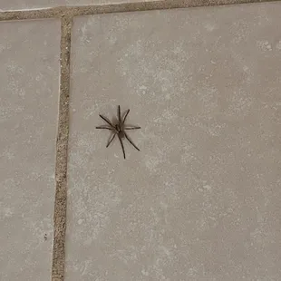 1 of the MANY spiders we've found so far