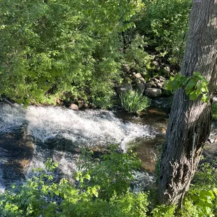 a stream running through a wooded area