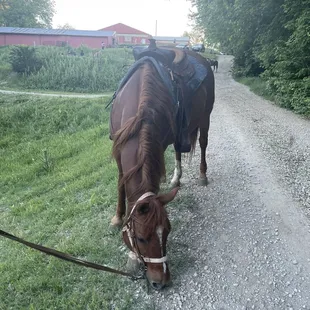 Mr Ed