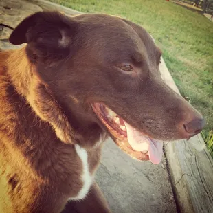 Sitting by a lake at Watkins Mill State Park. About to go on another long hike. Lilly, our dog, is loving her Saturday.