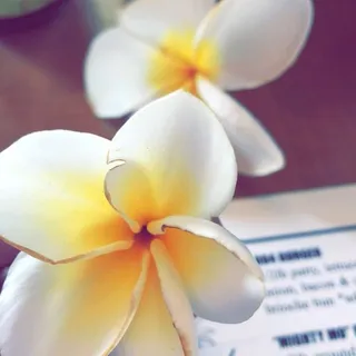 Plumeria Z.