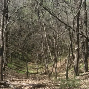 Along a hiking path.