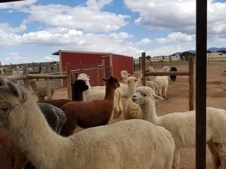 Humming Desert Alpacas