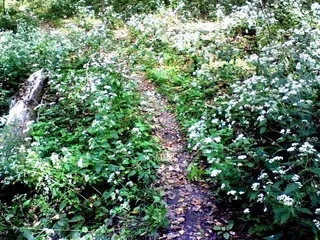 Neale Woods Nature Reserve