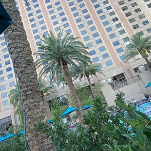 Hilton grand vacation's Las Vegas by the pool