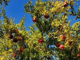 Mountain Brook Ranch